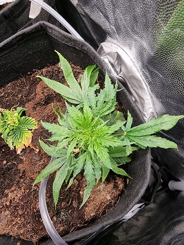 Growreport Bild 119