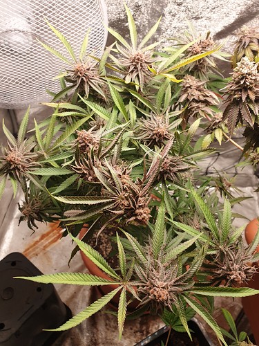 16300701988931338595838990490543