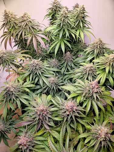 Growreport Bild 1