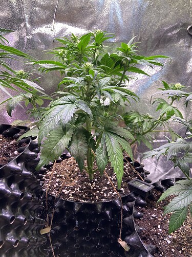 Growreport Bild 12