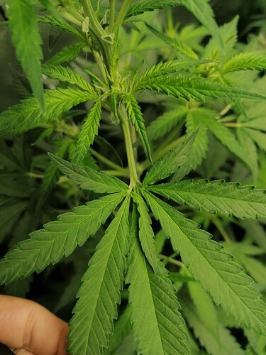 Growreport Bild 15