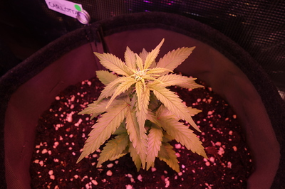 Eine junge Cannabispflanze in einem Stofftopf, die sich im Wuchs befindet. Die Pflanze hat mehrere Blätter und zeigt Anzeichen von neuem Wachstum an der Spitze. Ein kleines Etikett mit der Aufschrift "CARLOTTA" ist am Rand des Topfes befestigt.