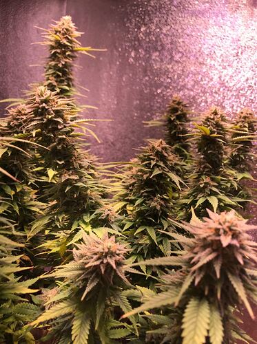 Growreport Bild 3