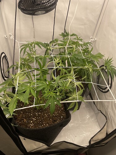 Growreport Bild 3
