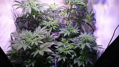 Growreport Bild 5