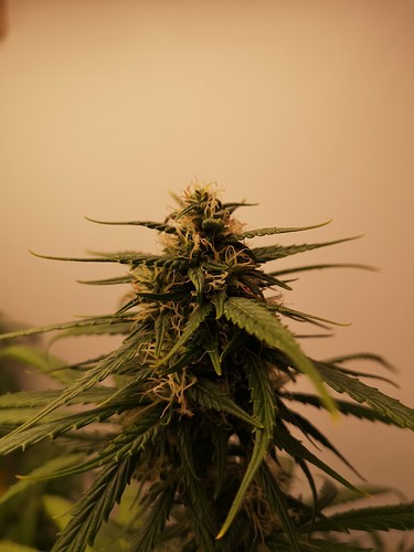 Growreport Bild 4