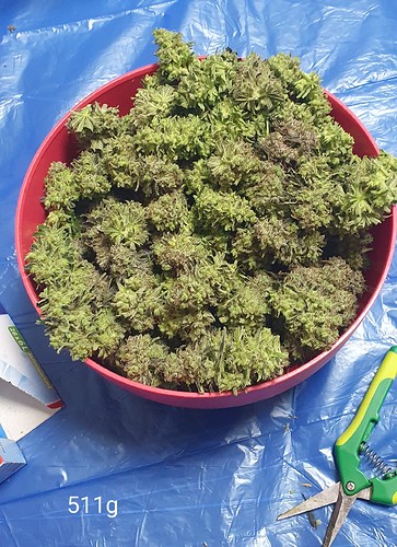 Growreport Bild 34