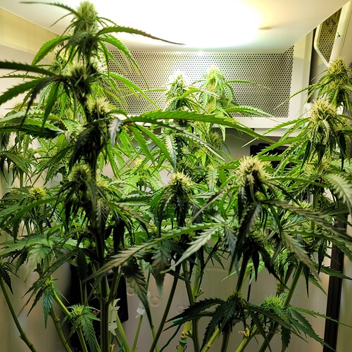 Growreport Bild 9
