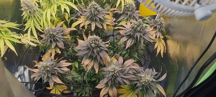 Growreport Bild 3