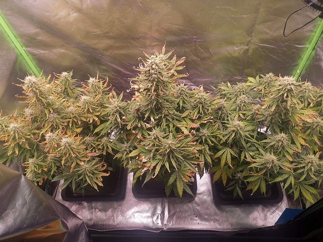 Growreport Bild 7