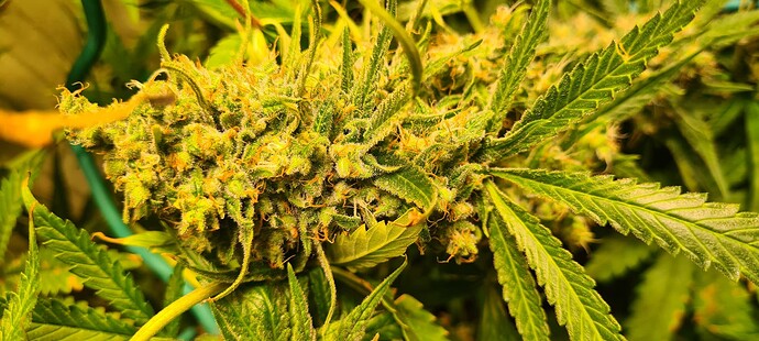Growreport Bild 16