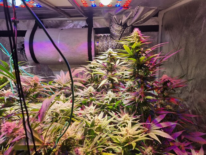 Growreport Bild 27