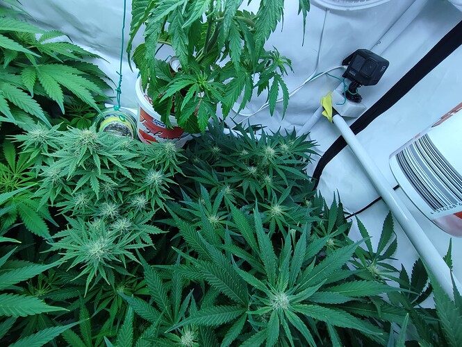 Growreport Bild 46