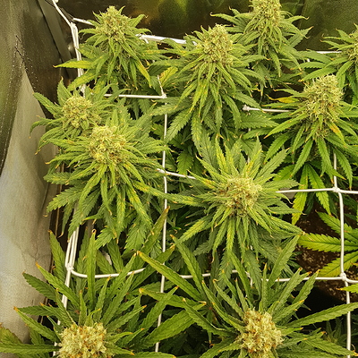 Growreport Bild 10