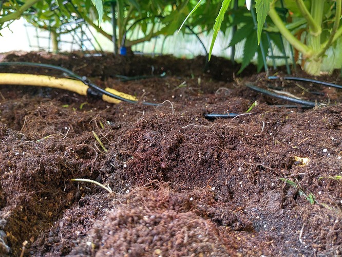 Growreport Bild 4