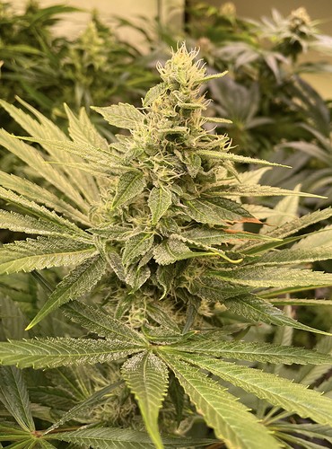 Growreport Bild 3