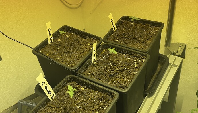 Growreport Bild 13