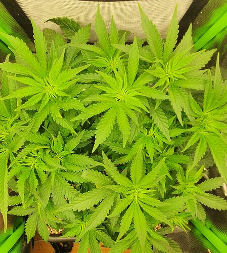 Growreport Bild 3