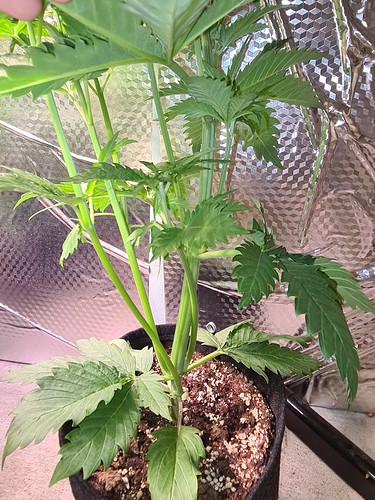 Eine junge Cannabispflanze in einem schwarzen Stofftopf, die sich in der Wachstumsphase befindet. Die Pflanze hat mehrere Stängel und breite, gezackte Blätter. Der Hintergrund ist mit reflektierendem Material ausgekleidet.