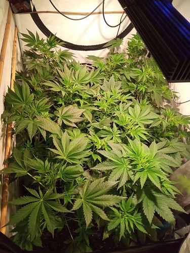 Growreport Bild 50