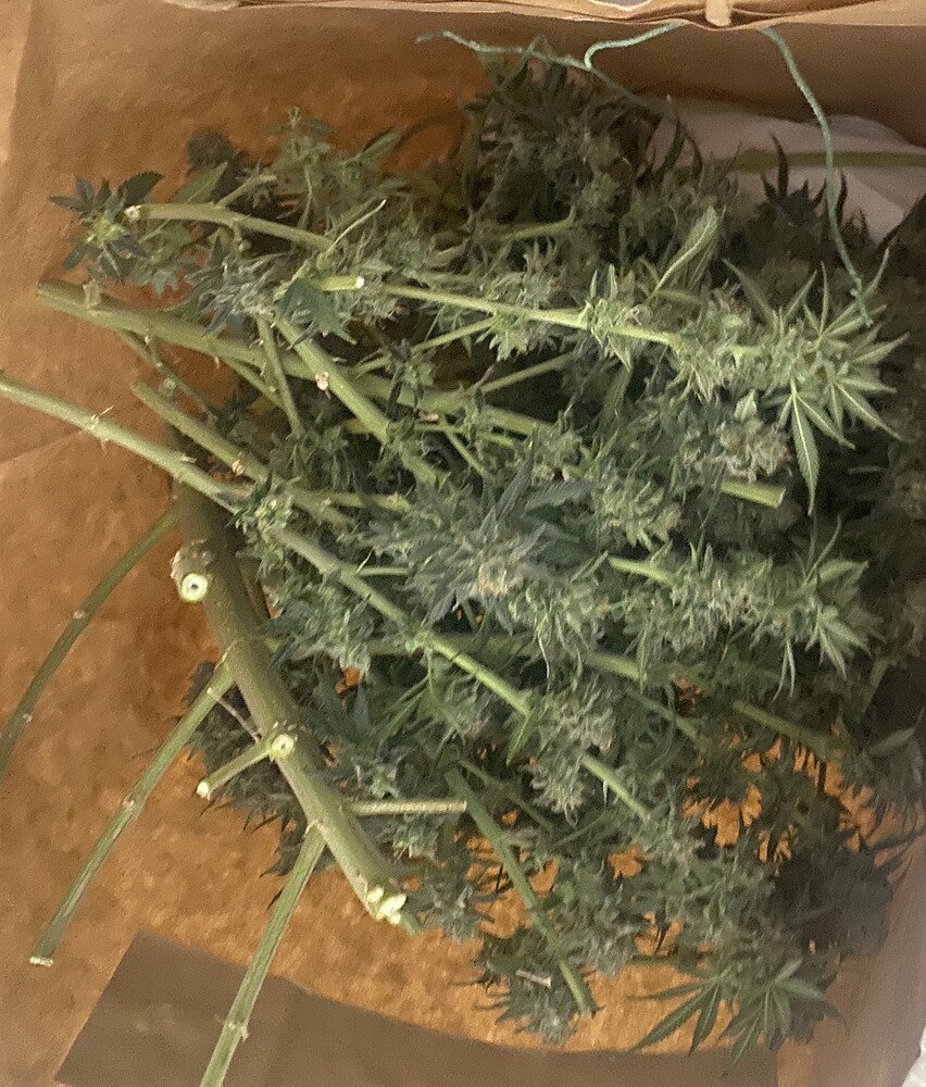Süße Sorten! Indoor Grow 🎬 die 6️⃣
