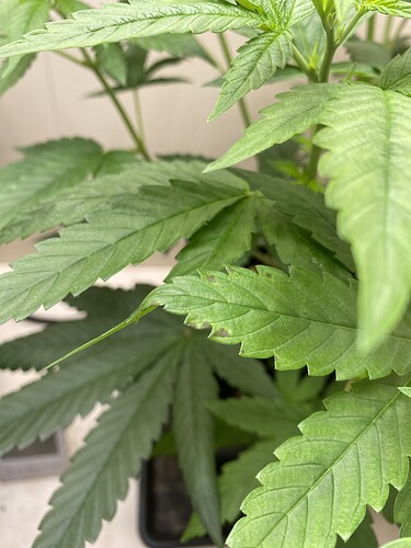 Growreport Bild 2