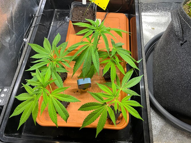Growreport Bild 2