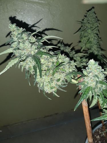 Growreport Bild 5