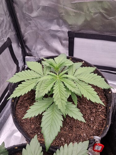 Growreport Bild 3