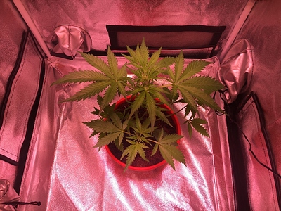 Growreport Bild 7
