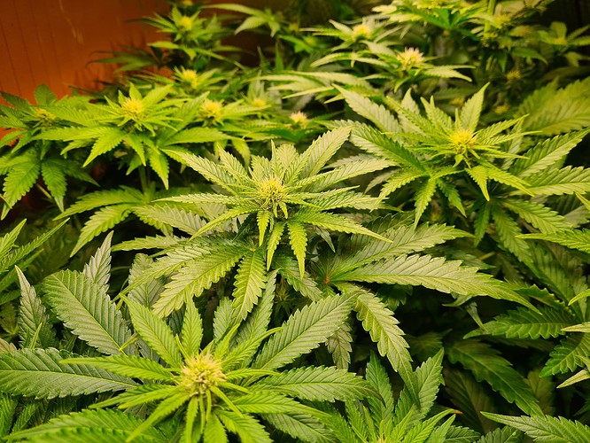 Mehrere Cannabis-Pflanzen in der Blütephase, mit vielen grünen Blättern und beginnenden Blütenansätzen.
