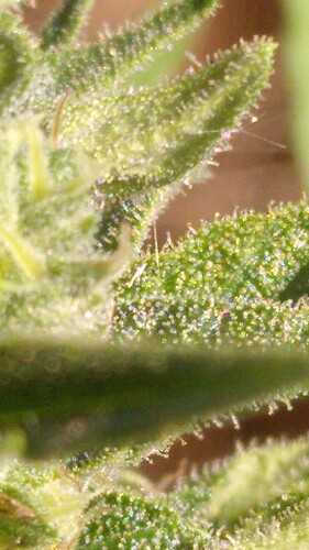 Growreport Bild 14