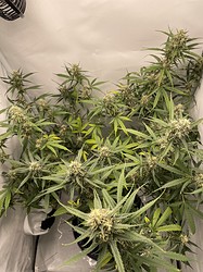 Growreport Bild 7