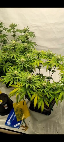 Growreport Bild 15