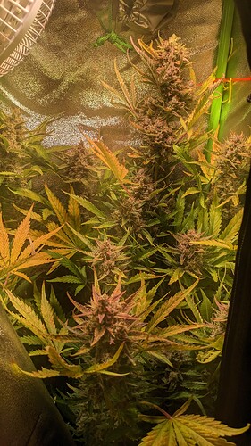 Growreport Bild 1