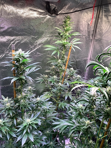Growreport Bild 7