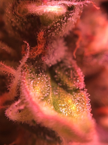 Growreport Bild 42
