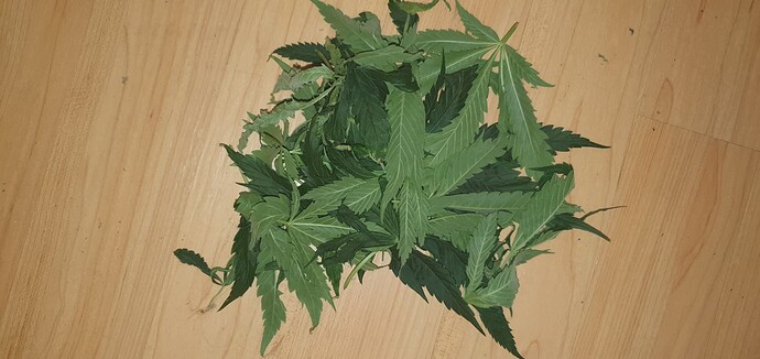 Growreport Bild 6