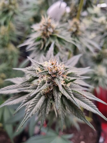 Growreport Bild 20