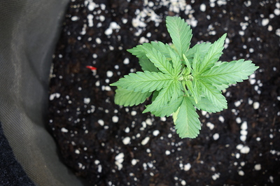 Ein junger Cannabissämling in einem Stofftopf mit dunkler Erde und Perlit.