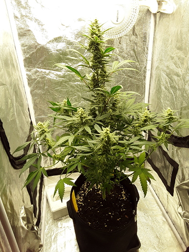 Growreport Bild 4