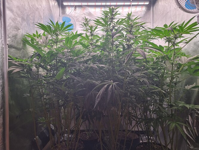Growreport Bild 17