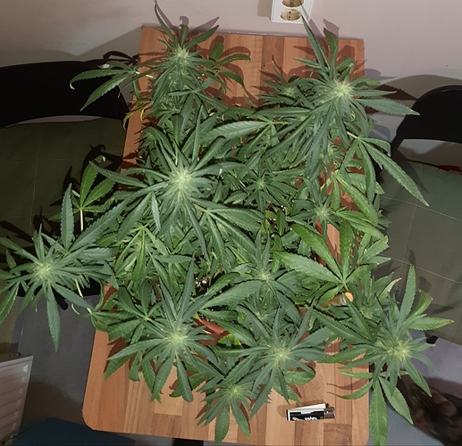 Growreport Bild 2