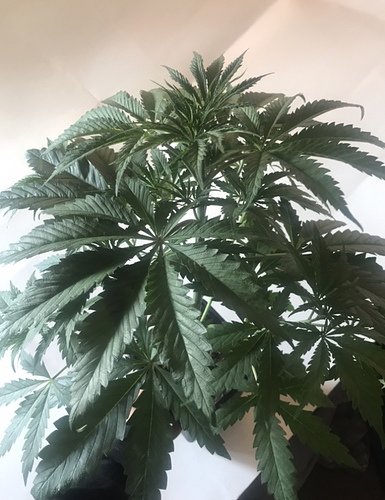 Growreport Bild 3