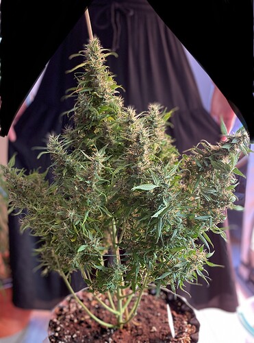 Growreport Bild 3
