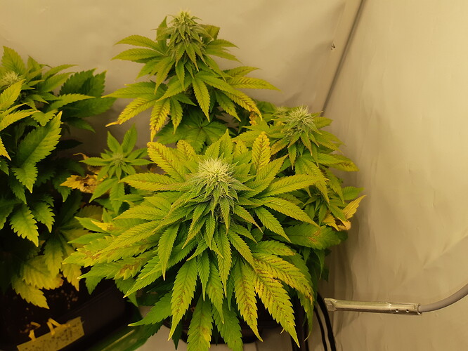 Growreport Bild 14