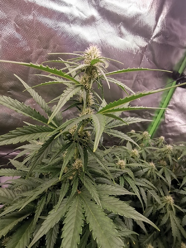 Growreport Bild 13