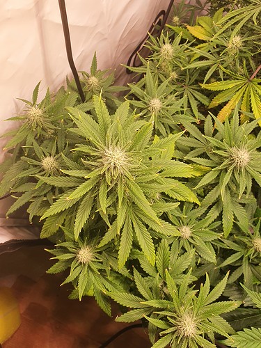 Growreport Bild 5
