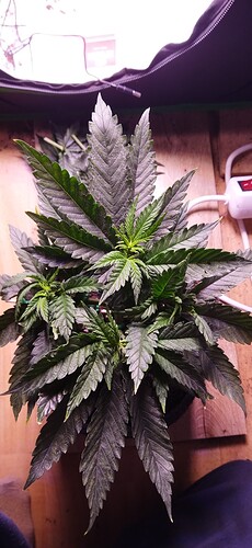 Growreport Bild 8