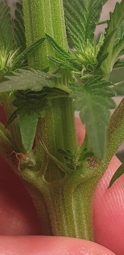 Screenshot_20220507-155130_Gallery